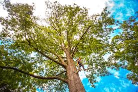 Trusted Idabel, OK Tree Services Experts
