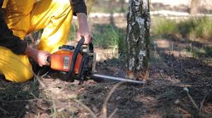 Best Tree Disease Treatment  in Idabel, OK