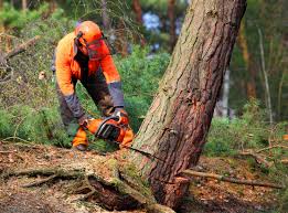 Best Utility Line Clearance  in Idabel, OK