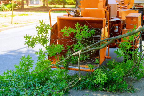 Best Leaf Removal  in Idabel, OK