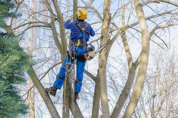 Best Tree Health Inspection  in Idabel, OK