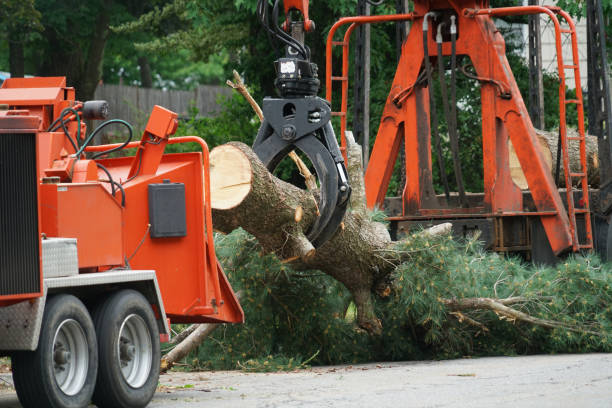 Best Tree Removal  in Idabel, OK