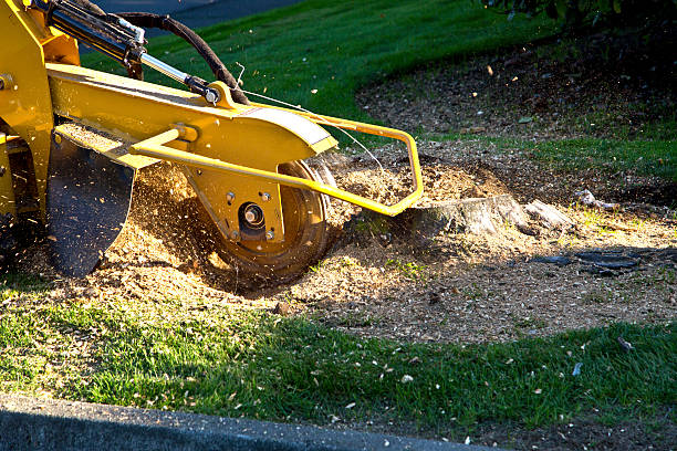 Best Root Management and Removal  in Idabel, OK