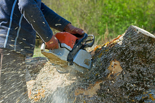 How Our Tree Care Process Works  in  Idabel, OK